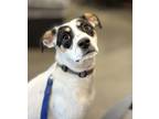 Adopt Trixie A White Mixed Breed (Medium) / Mixed Dog In Fresno, CA (37668648)