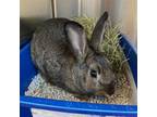Adopt Zylphie a American / Mixed rabbit in Pittsburgh, PA (37668628)