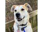 Adopt Rosie A Tan/Yellow/Fawn Labrador Retriever / Mixed Dog In Canastota
