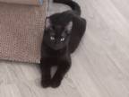 Adopt Echo A All Black American Shorthair / Mixed (short Coat) Cat In