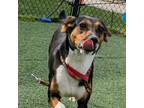 Adopt Tammy Wynette a Brown/Chocolate Beagle / Mixed dog in Chatham