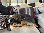 Adopt Pearl A Tricolor (Tan/Brown & Black & White) Australian Cattle Dog /