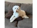Adopt Cali a Labradoodle / Mixed dog in Salmon Arm, BC (37668482)