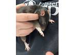 Adopt Martha a Rat small animal in Kingston, NY (37668401)