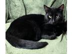 Adopt Spooky a Domestic Mediumhair / Mixed (short coat) cat in Newnan