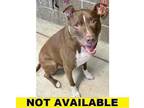 Adopt Casey a Red/Golden/Orange/Chestnut American Pit Bull Terrier / Mixed dog
