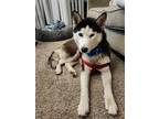 Adopt Skye *COURTESY LISTING* a Black - with White Husky / Mixed dog in Mission