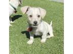 Adopt DARRELL a White - with Tan, Yellow or Fawn Wirehaired Fox Terrier / Mixed