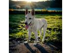 Adopt Susie Q a White - with Tan, Yellow or Fawn German Shepherd Dog / Mixed dog
