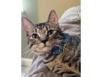 Adopt Jazz A Brown Tabby Domestic Shorthair / Mixed (short Coat) Cat In