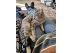Adopt Kitty a Tiger Striped Domestic Shorthair / Mixed (short coat) cat in