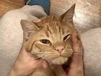 Adopt Samson a Orange or Red Tabby Oriental / Mixed (short coat) cat in