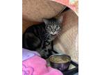 Adopt Milo a Brown Tabby Domestic Shorthair (short coat) cat in Coupeville