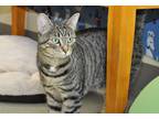 Adopt Cosmo A Brown Tabby Domestic Shorthair (short Coat) Cat In Coupeville