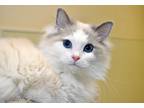 Adopt Dumpling a Cream or Ivory (Mostly) Ragdoll (long coat) cat in Coupeville