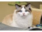 Adopt Bernard a Tan or Fawn (Mostly) Ragdoll (long coat) cat in Coupeville