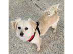 Adopt Wendi a White Pomeranian / Spaniel (Unknown Type) / Mixed dog in Thousand
