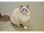 Adopt Cornelius a Cream or Ivory (Mostly) Ragdoll (long coat) cat in Coupeville
