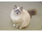 Adopt Wonton a Cream or Ivory (Mostly) Ragdoll (long coat) cat in Coupeville