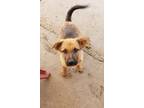 Adopt TUFFY A Tan/Yellow/Fawn - With Black Terrier (Unknown Type