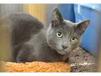Adopt Cobalt a Gray or Blue Domestic Shorthair (short coat) cat in Coupeville
