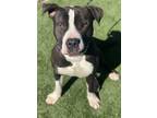 Adopt Scottie a Black American Pit Bull Terrier / Mixed dog in Red Bluff
