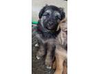 Adopt TONKA A Black - With Tan, Yellow Or Fawn Terrier (Unknown Type