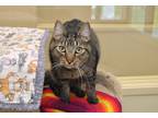 Adopt Pluto a Brown Tabby Domestic Shorthair (short coat) cat in Coupeville