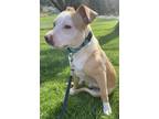 Adopt Simon a Tan/Yellow/Fawn - with White Pit Bull Terrier dog in Irwin