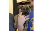 Adopt Zoe a Brindle Terrier (Unknown Type, Small) / Mixed dog in Marshall