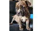 Adopt Rome a Labrador Retriever dog in Windsor, CO (37666613)