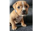 Adopt Jonagold a Labrador Retriever dog in Windsor, CO (37666612)