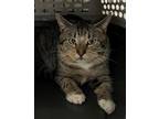 Adopt 23-03-0814 Thomas a Domestic Shorthair / Mixed (short coat) cat in Dallas