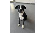 Adopt Nola a Black - with White Mixed Breed (Medium) / Mixed dog in Truckee