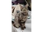 Adopt Arrow a Brown Tabby Domestic Mediumhair (medium coat) cat in Bedford