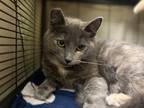 Adopt Lizzie a Gray or Blue Domestic Mediumhair / Domestic Shorthair / Mixed cat