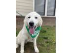 Adopt Hamish a White Great Pyrenees dog in Dickson, TN (37666824)