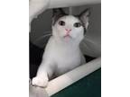 Adopt Kitty Boy a White Domestic Shorthair / Domestic Shorthair / Mixed cat in