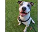Adopt Clementine a Gray/Silver/Salt & Pepper - with Black Pit Bull Terrier /