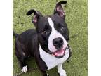Adopt Oreo a Black Staffordshire Bull Terrier / Mixed Breed (Medium) / Mixed dog