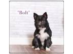 Adopt Bolt a Black Terrier (Unknown Type, Small) / Mixed dog in Montgomery