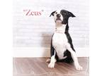 Adopt Zeus a Black Terrier (Unknown Type, Small) / Mixed dog in Montgomery