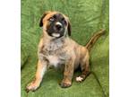 Adopt Malibu a Brindle Terrier (Unknown Type, Small) / Mixed dog in Marshall