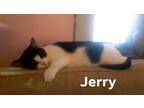 Adopt Jerry a Black & White or Tuxedo Domestic Shorthair / Mixed (short coat)