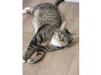Adopt Nami A Brown Tabby Domestic Shorthair / Mixed (short Coat) Cat In Ithaca