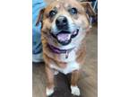 Adopt Meatloaf a Red/Golden/Orange/Chestnut - with White Mixed Breed (Medium)