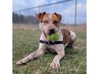 Adopt Red 32738-d a Red/Golden/Orange/Chestnut Coonhound / Mixed dog in Ithaca