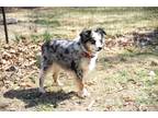 Adopt 0316 Rockin H Barnabes aka Rocky a Australian Shepherd / Mixed dog in
