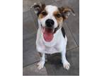 Adopt Lucky A Brown/Chocolate Jack Russell Terrier / Mixed Dog In Blair