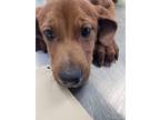 Adopt Creed a Red/Golden/Orange/Chestnut Mixed Breed (Large) / Mixed dog in